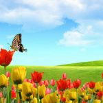 MARIPOSAS