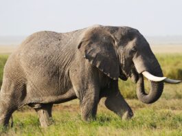 YO QUIERO SER UN ELEFANTE